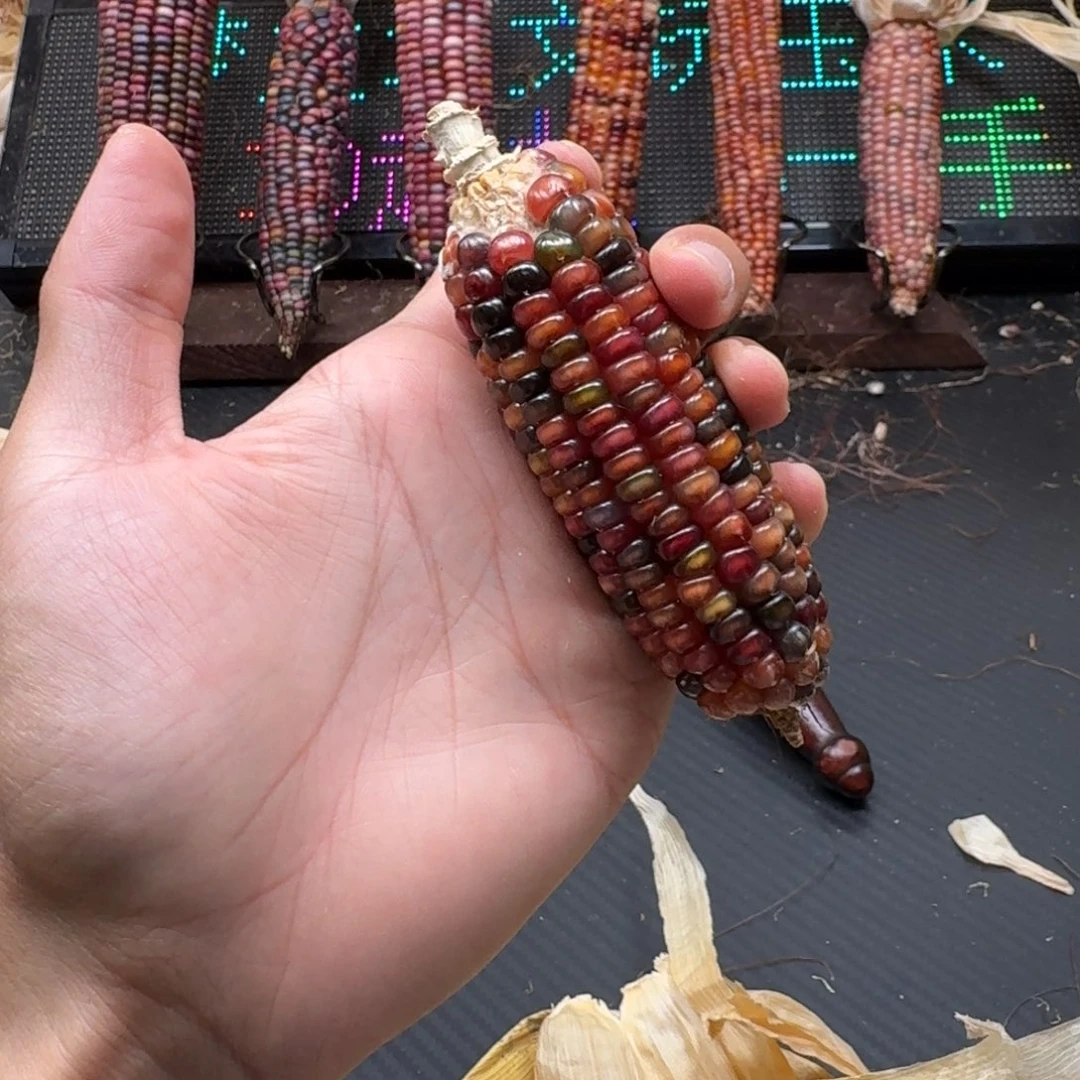 荼***白吊坠柏香籽/百香籽