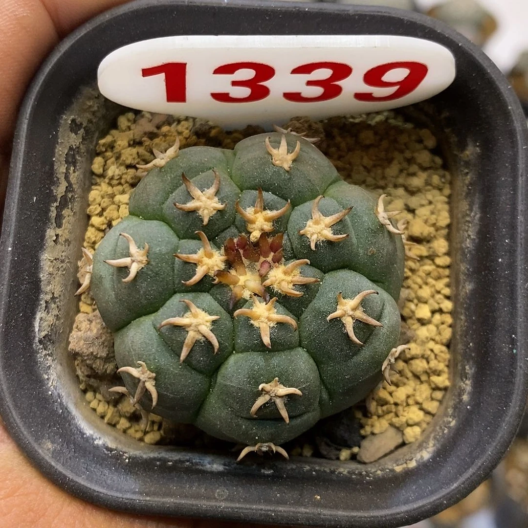 1339福利特价来了哦耶好