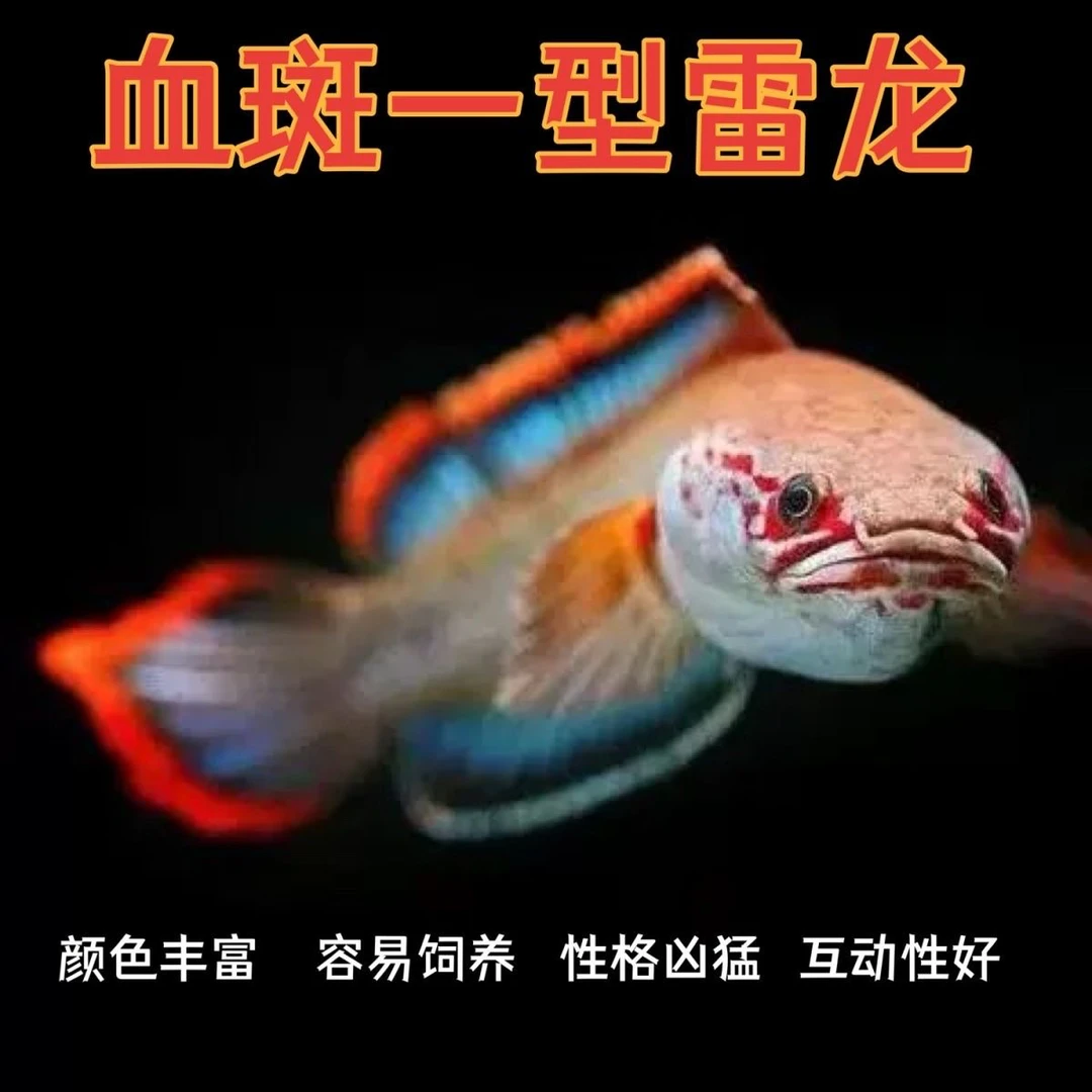 血斑1型 血一雷龙 血斑一型 梦幻七彩雷龙发色网红凶猛观赏鱼便宜
