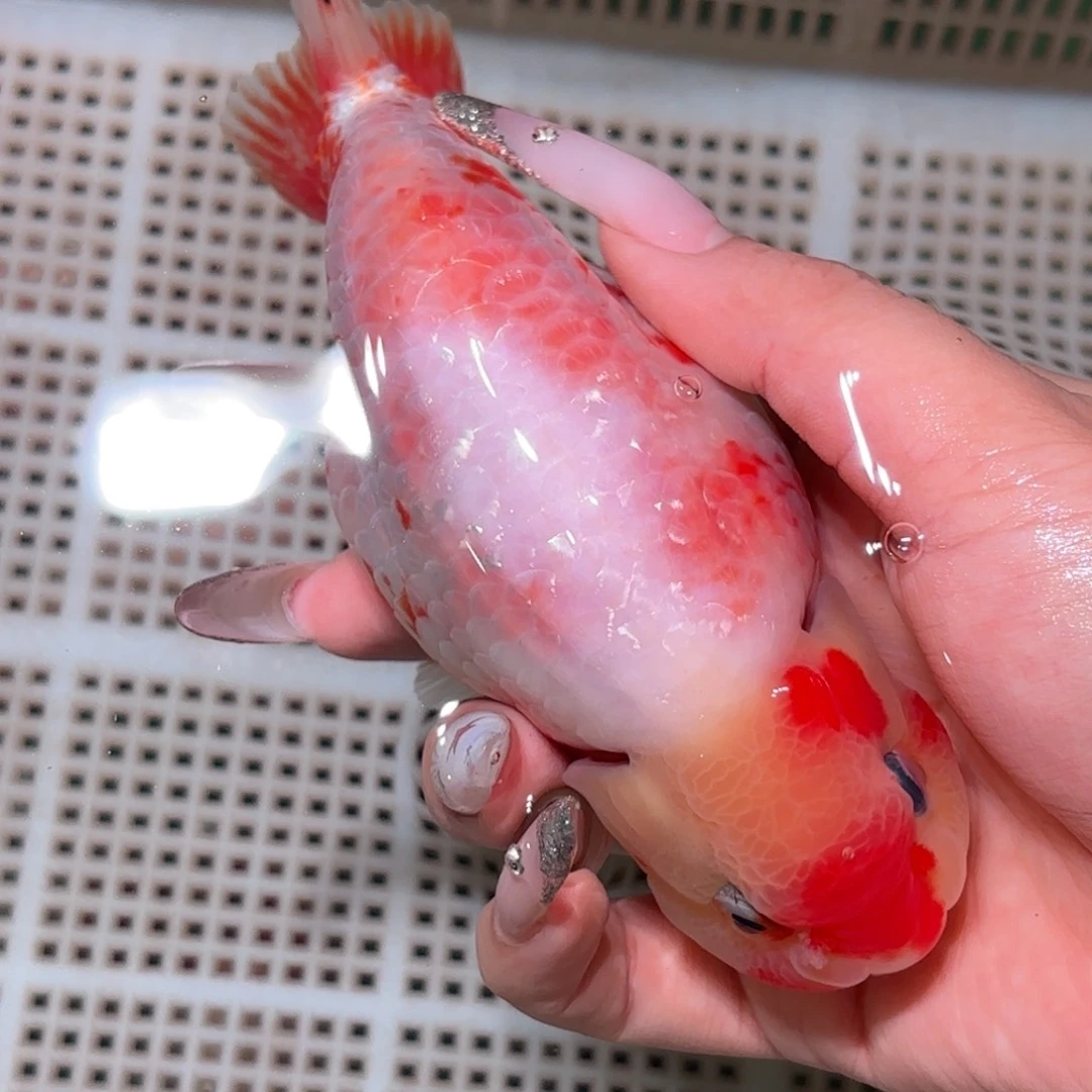 羽***金鱼拍包装包邮，不拍包装运费到付