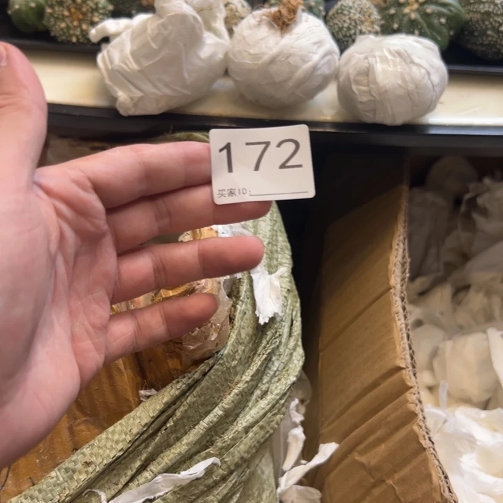 士***爷兜星球仙人球172号球