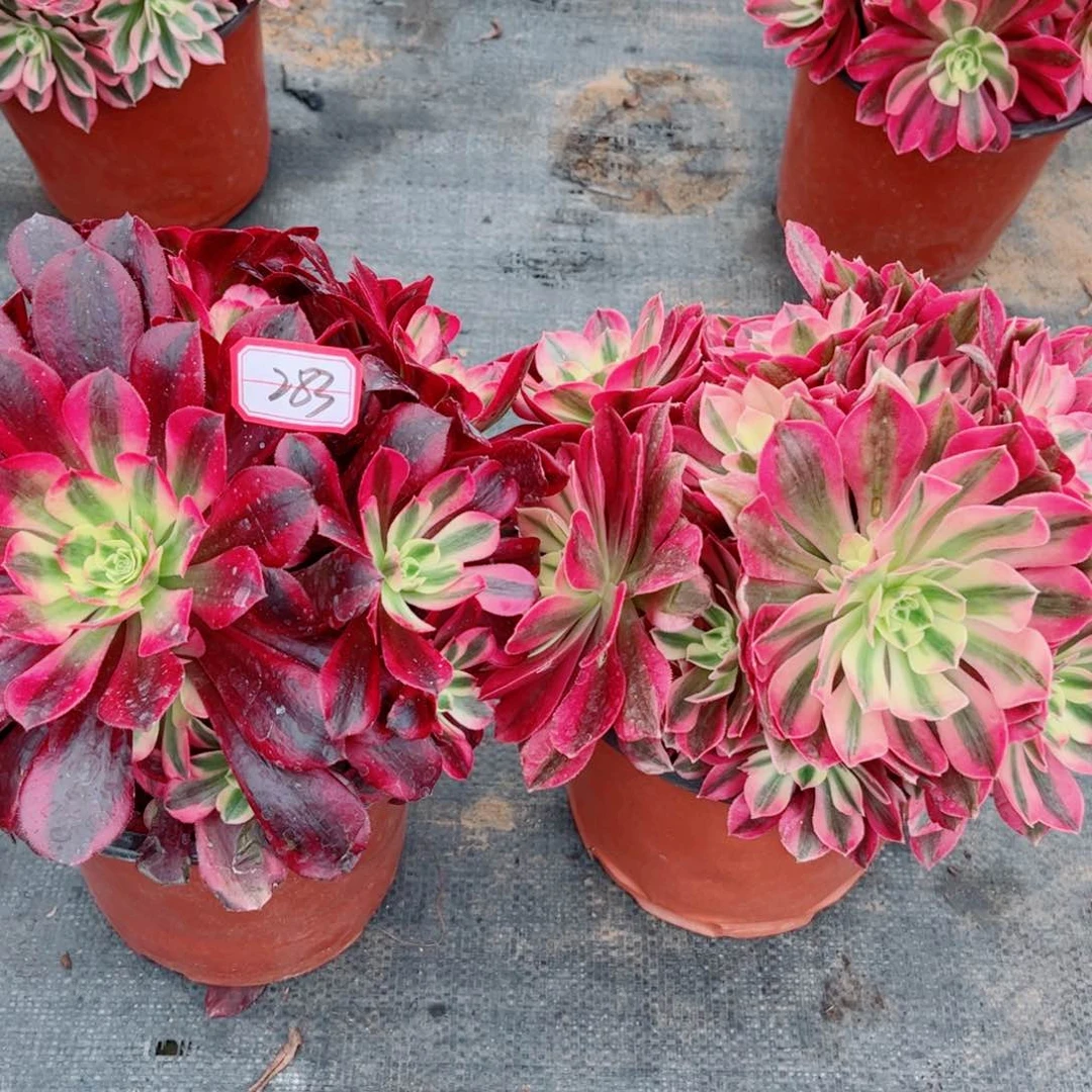 F*)多肉植物283好多头两颗