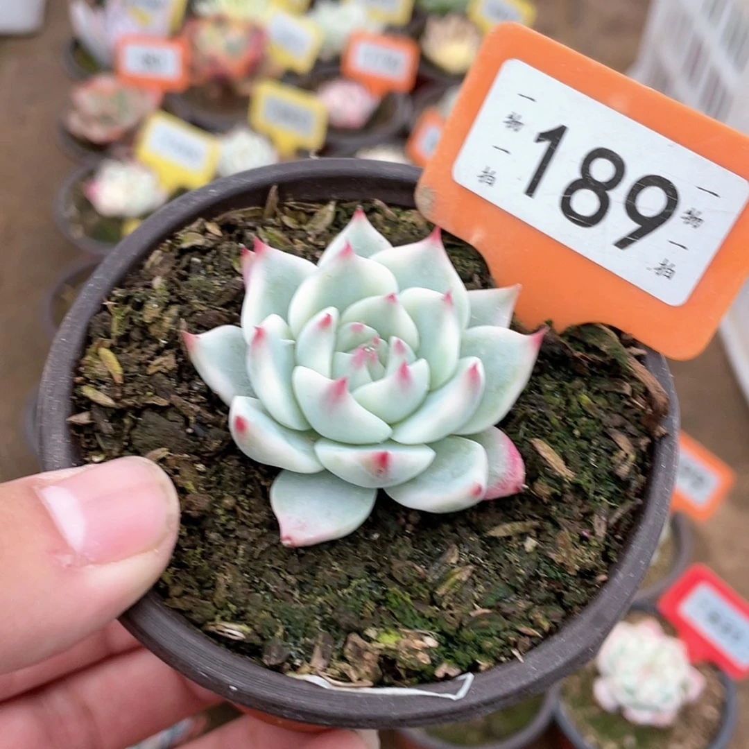 【闪购商品】189号