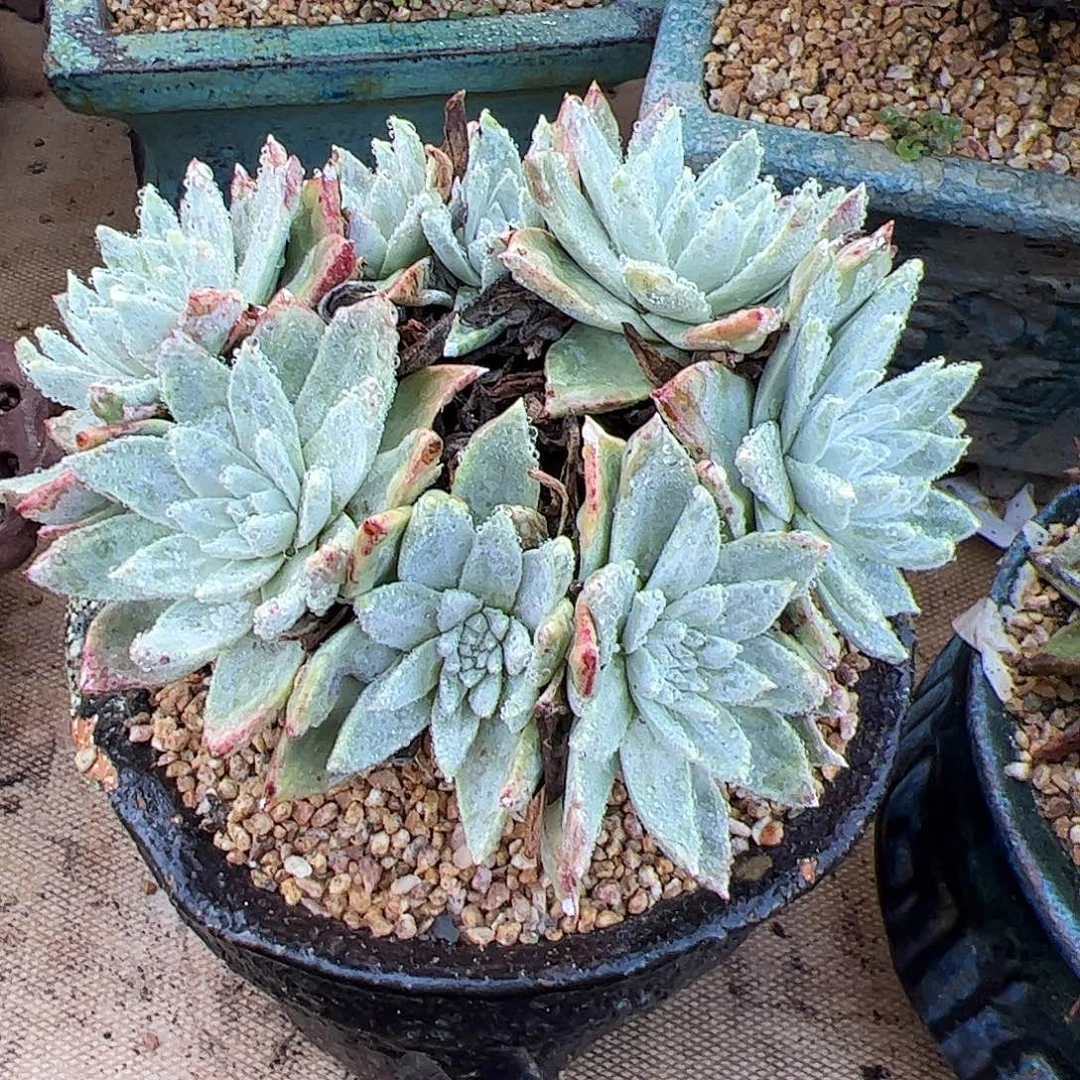 5481白雪仙女杯多肉