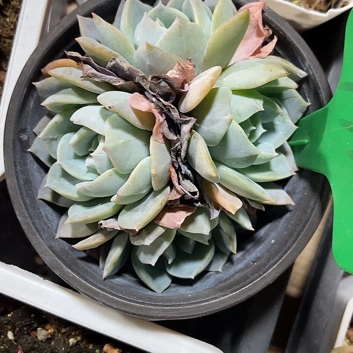 多肉去白茶971多肉