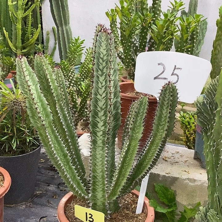 斑马柱物一物一拍一颗