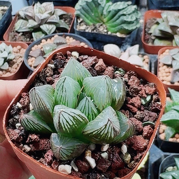 无花朵十二卷 具神兵 福利