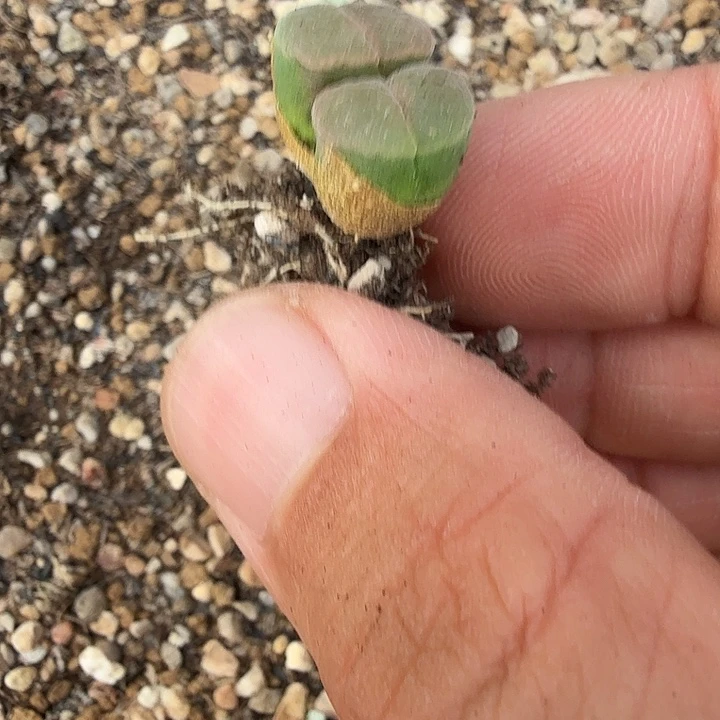 晚***梳多肉风铃两头啊啊啊