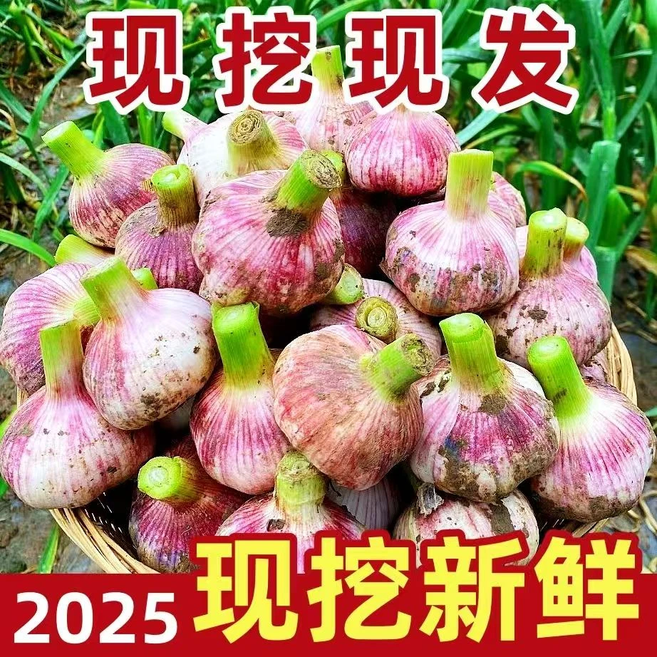 云南当季新鲜现挖现发紫皮多瓣蒜大蒜头湿蒜2/3/5斤特价批发