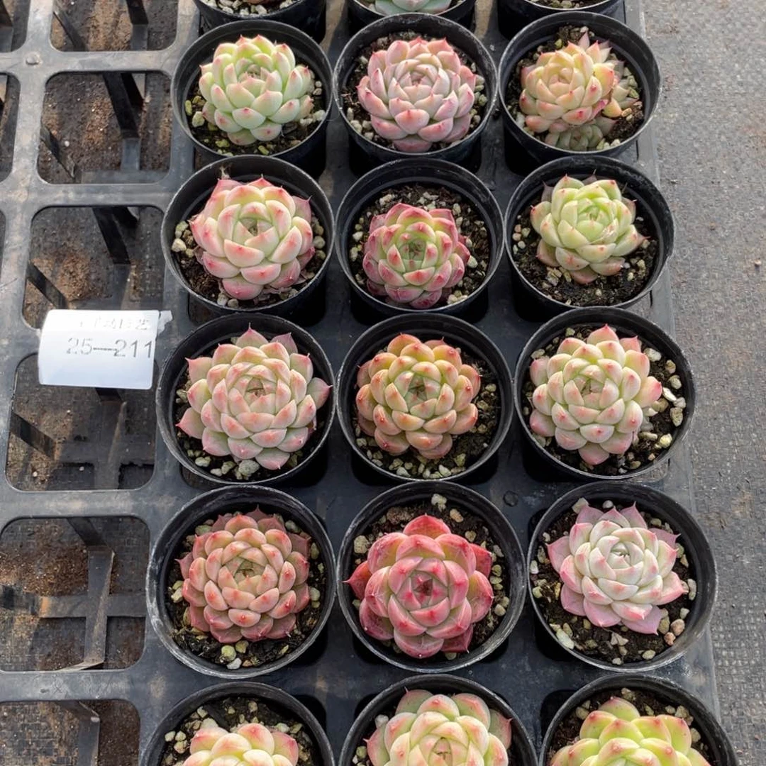 柒一物一拍18颗25-211