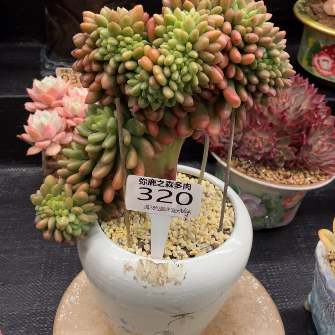 弥鹿之森一物一拍