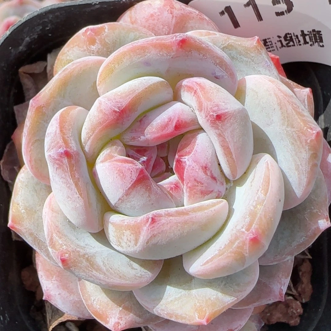 花语逸境0213-115