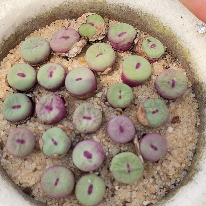 贝特分小红嘴一颗