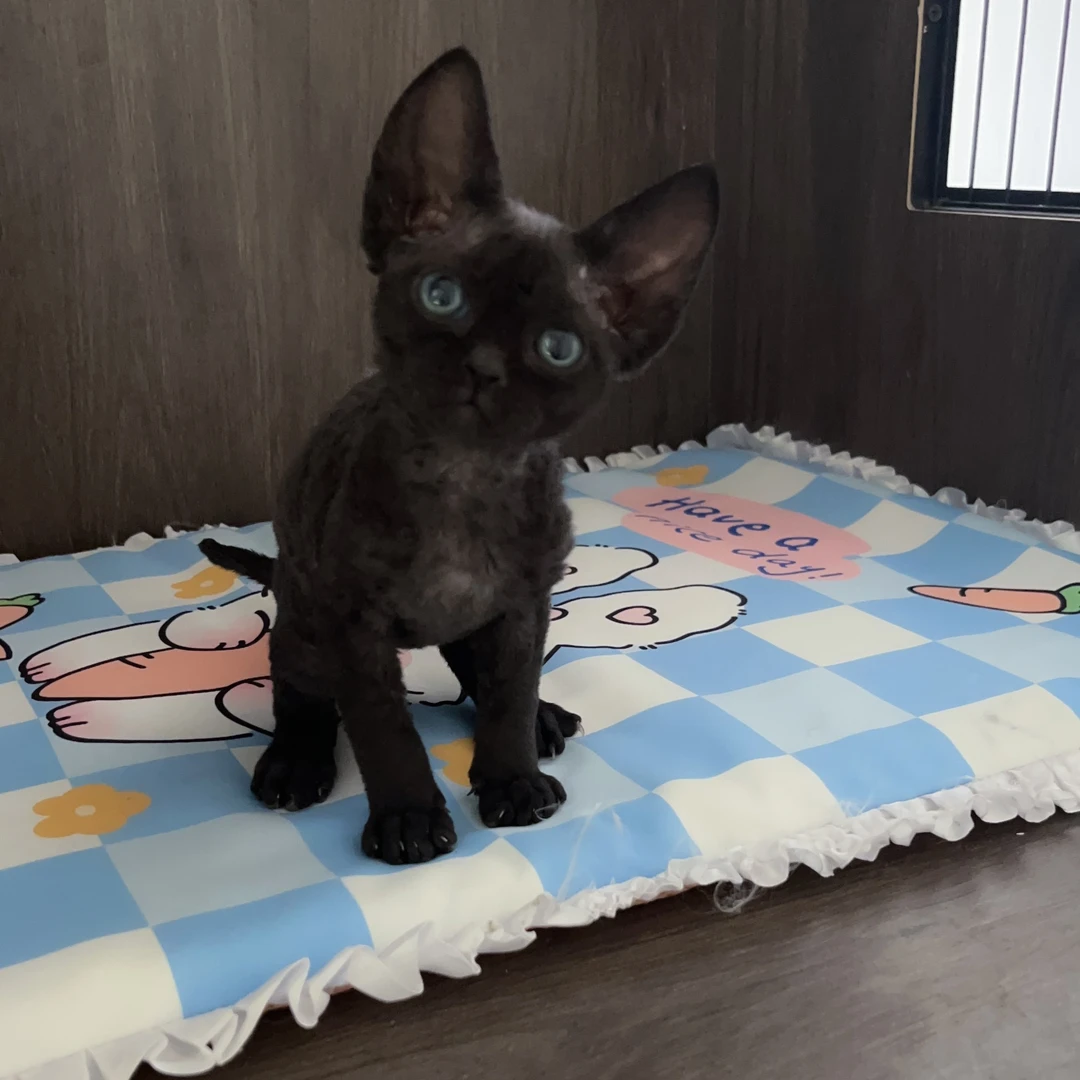 纯黑德文弟弟一针疫苗