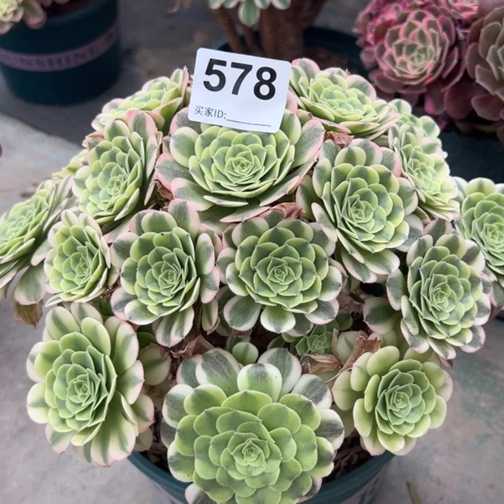 578绿豆沙25厘米左右