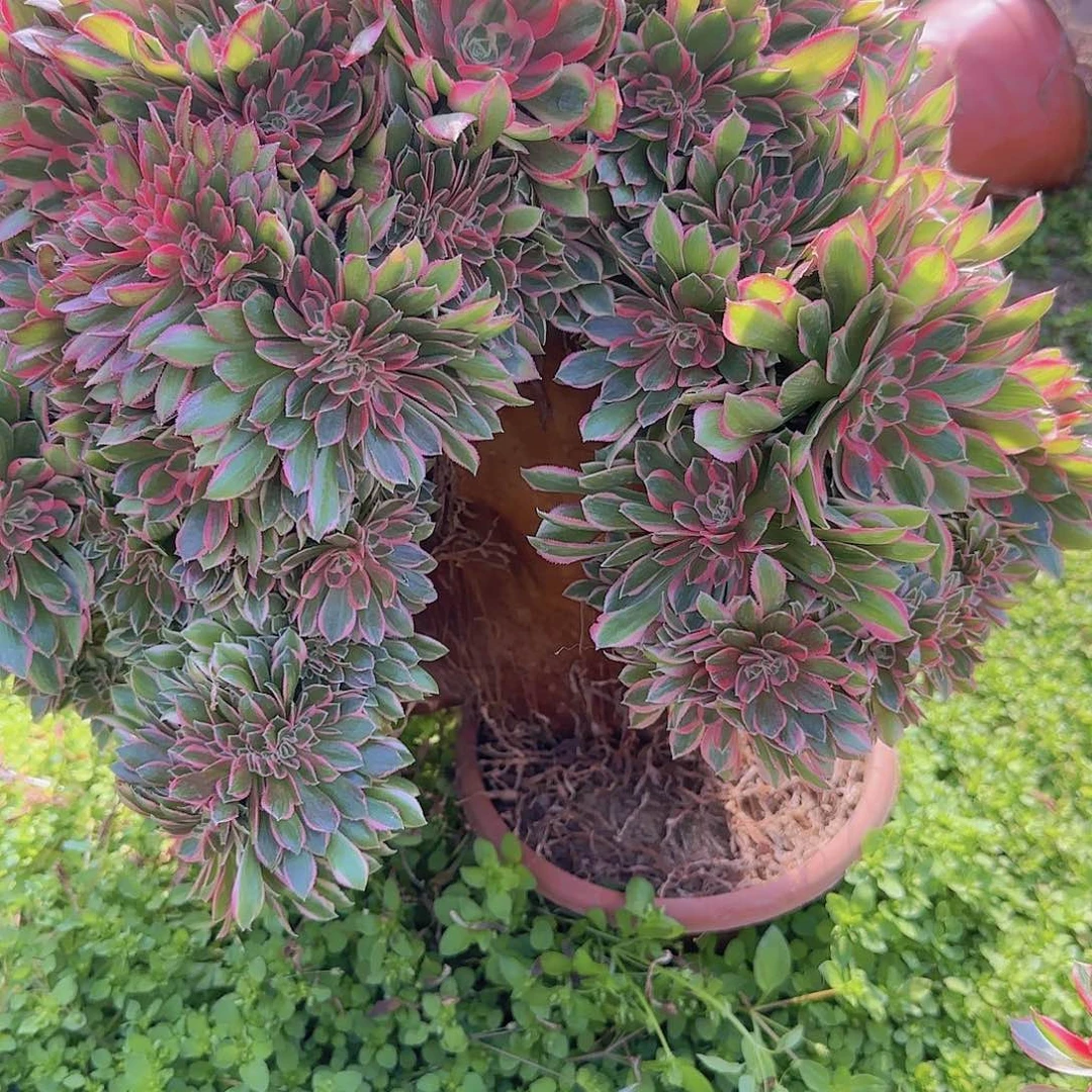 春****子缀话吞吐发货缀话