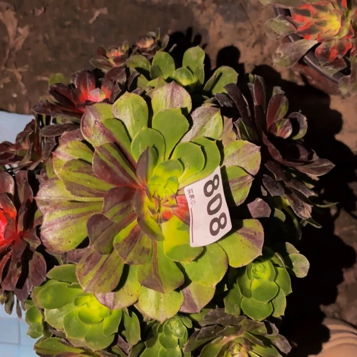 808墨染花月夜多肉植物