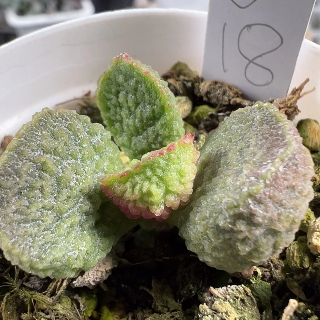 w绿色系冰晶颗粒款实生新品