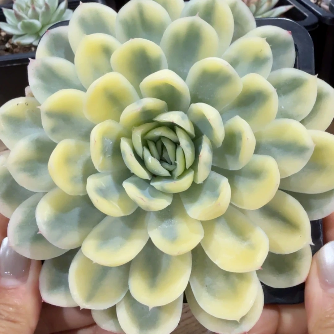 草莓碎冰冰 安吉园艺