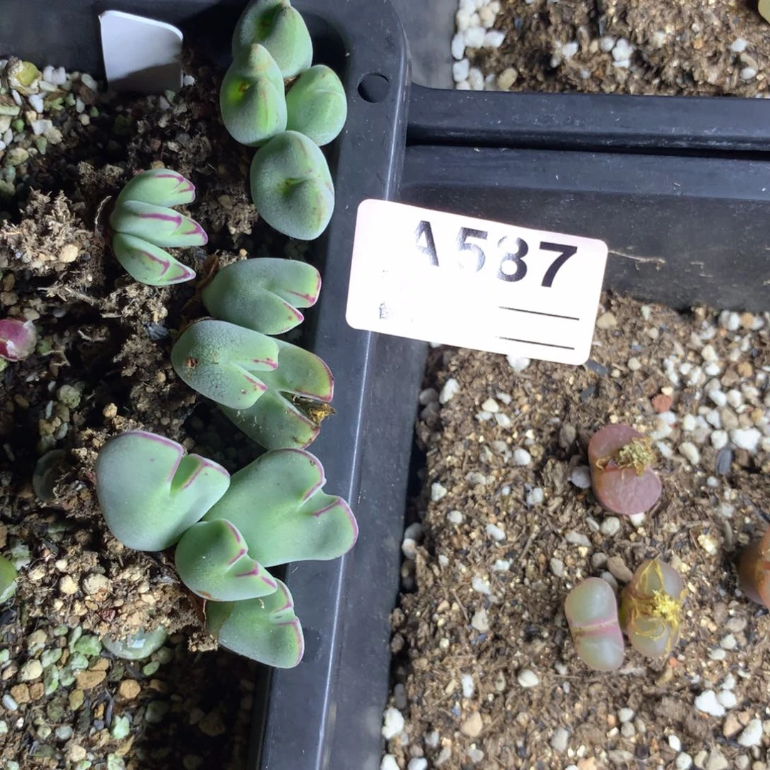 兜****✨a587母本母本母本