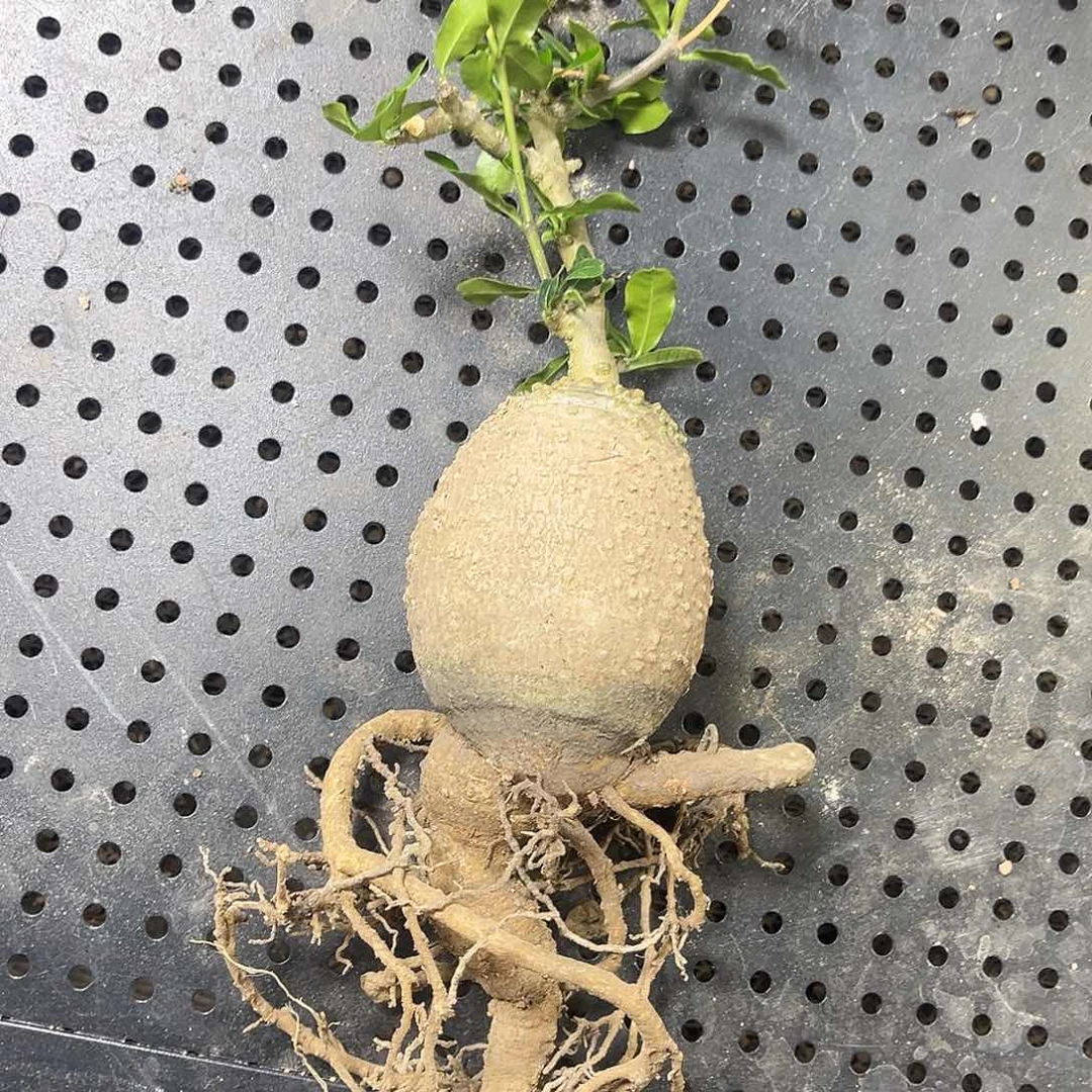 y*11111111111111111111111