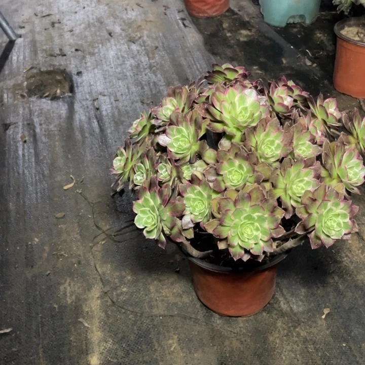 44莲花多肉多肉植物多肉