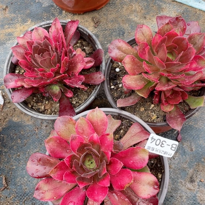 304红牡丹3颗多肉12345678