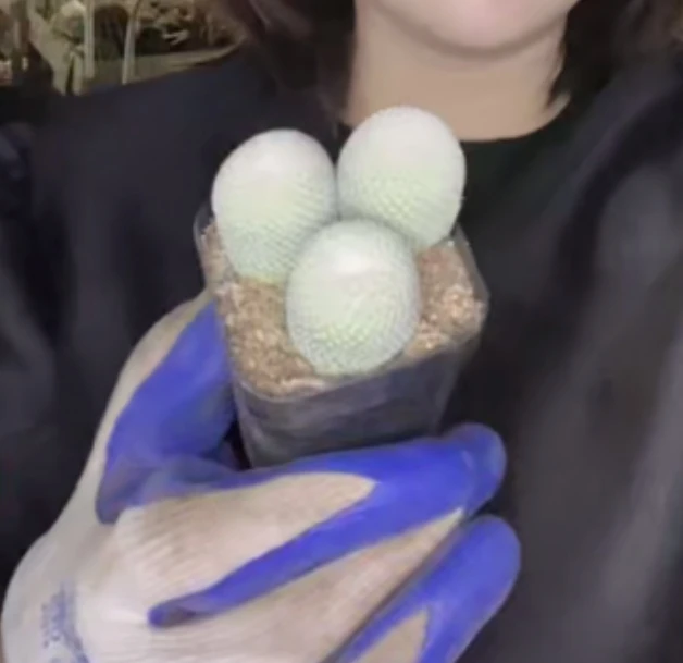 二妹园艺【一盆 3颗 月世界  自根 】【保3颗整盆带盆土】随机发货