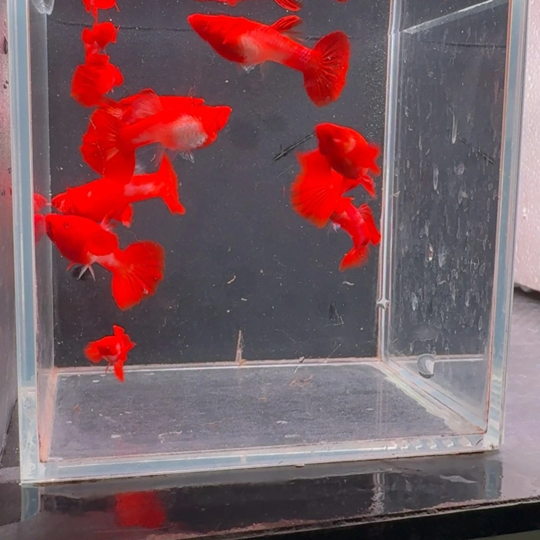 孔雀鱼瑕疵双分水5对 不死不包损