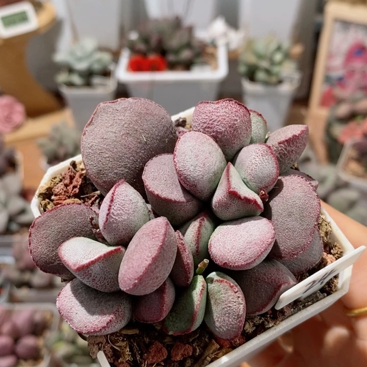 黛安娜水泡多肉植物