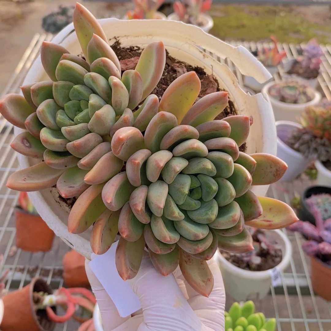 6629象牙老桩一物一拍