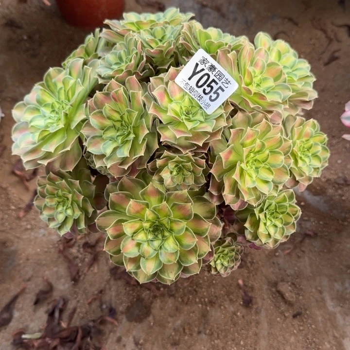 055韶华官服20左右2