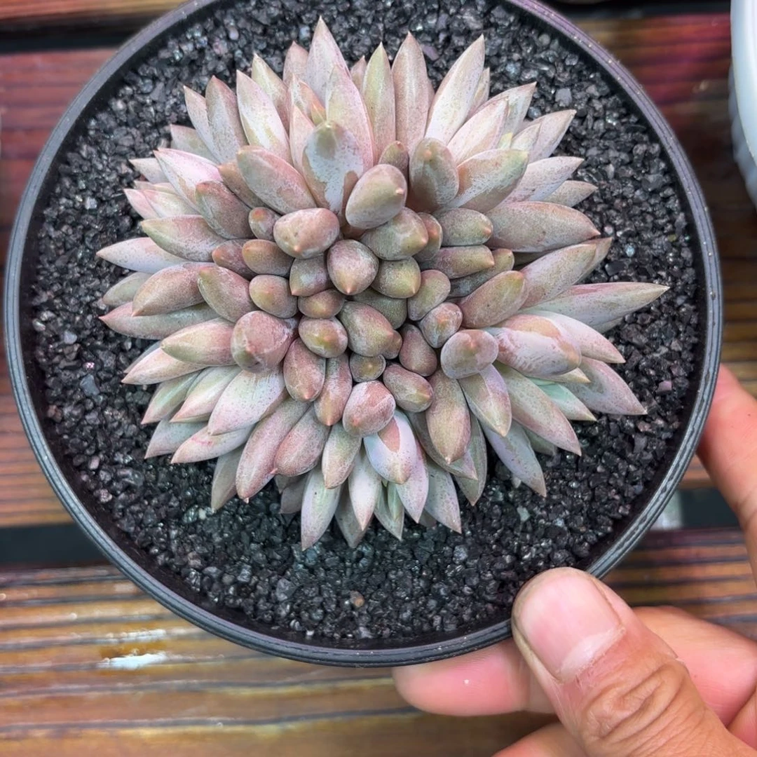 羽毛纹虞美人，多肉植物