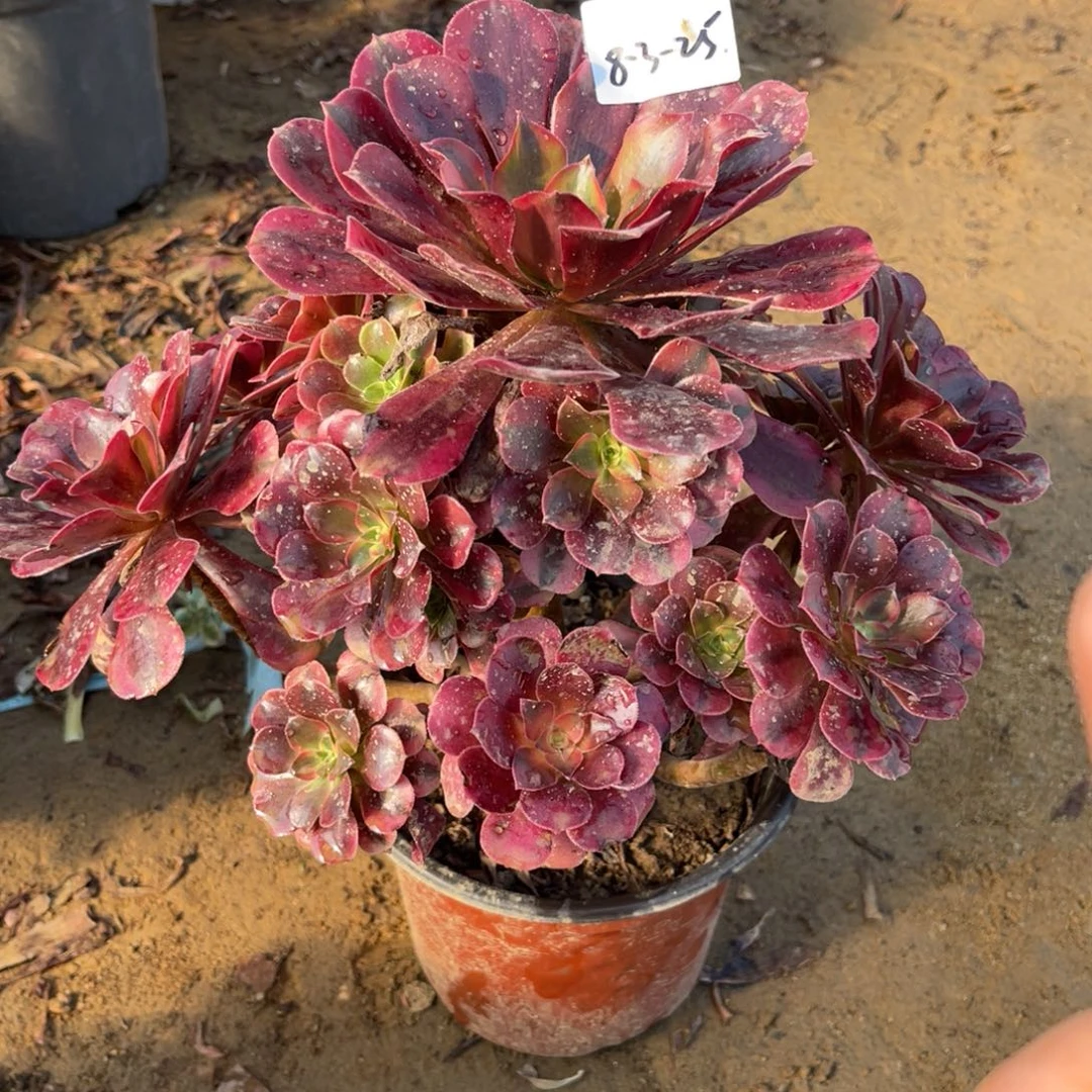 8.3-25美杜莎手捧多肉