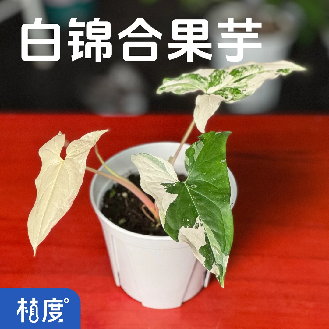 【植度｜白锦合果芋】白绿斑驳锦斑叶 藤蔓可爬可垂 耐阴好养绿植