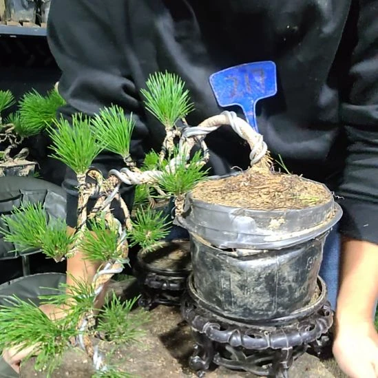 心***犀无花朵黑松，，，，，，