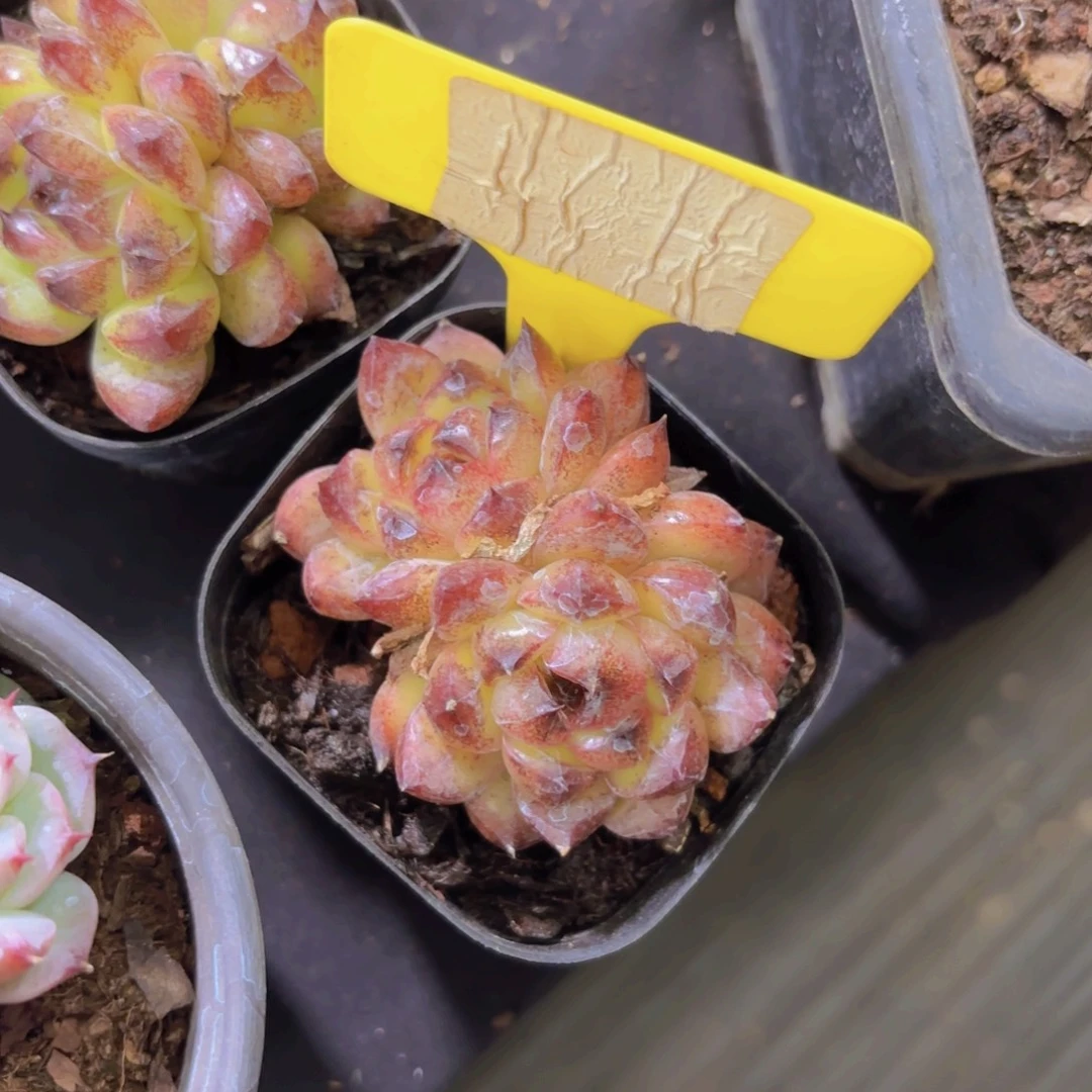 K***0云南金致家精品多肉