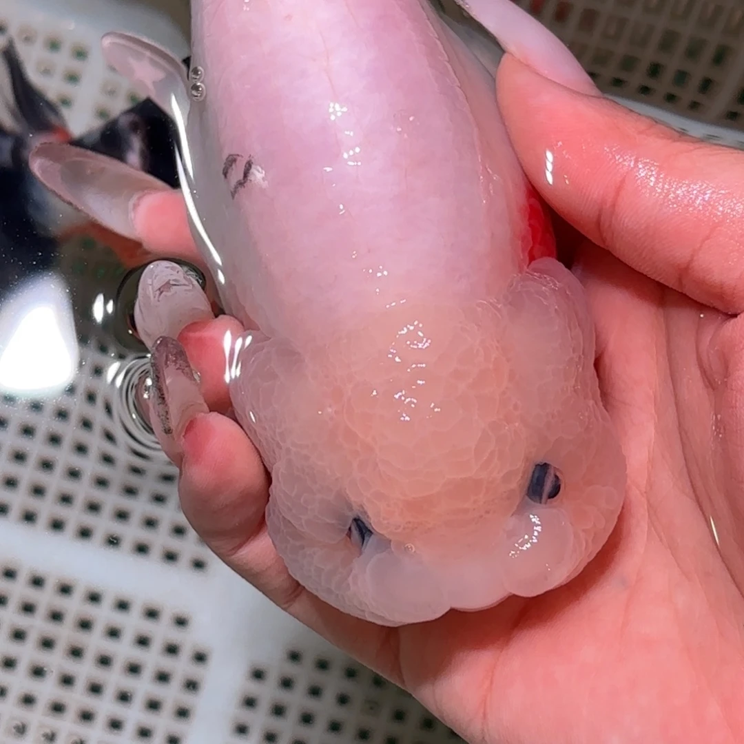 c***y金鱼拍包装包邮，不拍包装运费到付