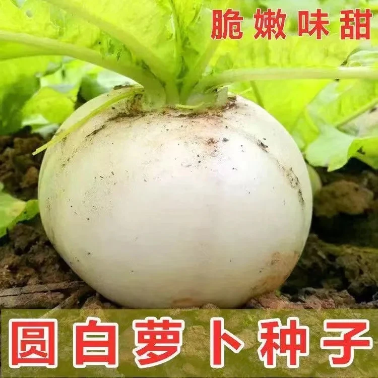 【满5包包邮】圆白萝卜种子种籽子秋四季蔬菜孑籽种春不老特大糖晶