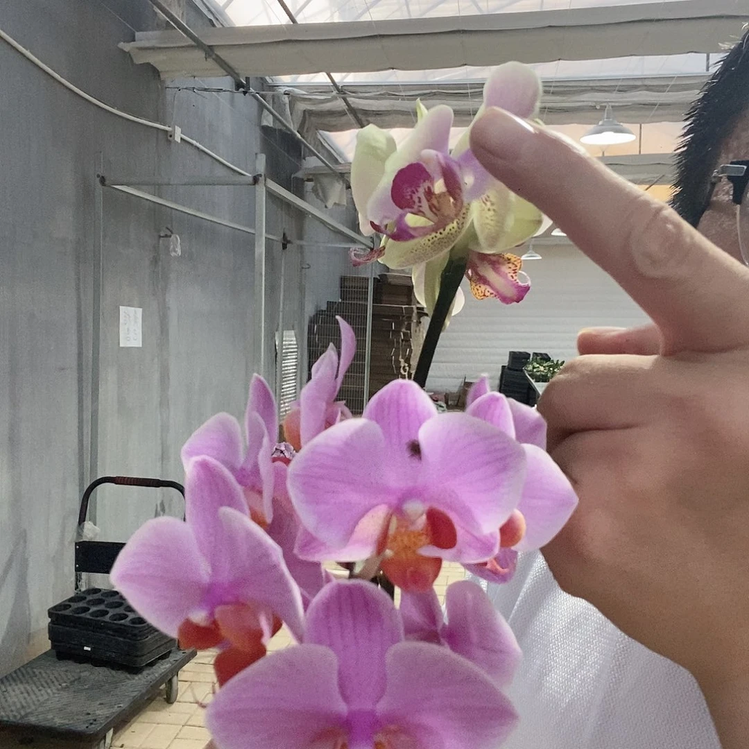 完全开放007蒙娜丽莎➕圣罗莎