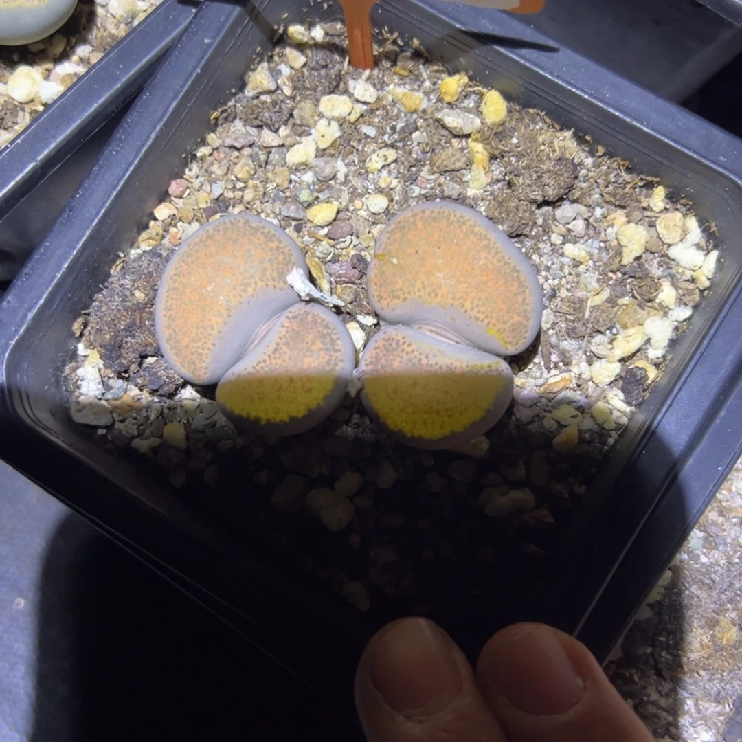 505 一物一拍，默认有伤，介意勿拍，不退不换