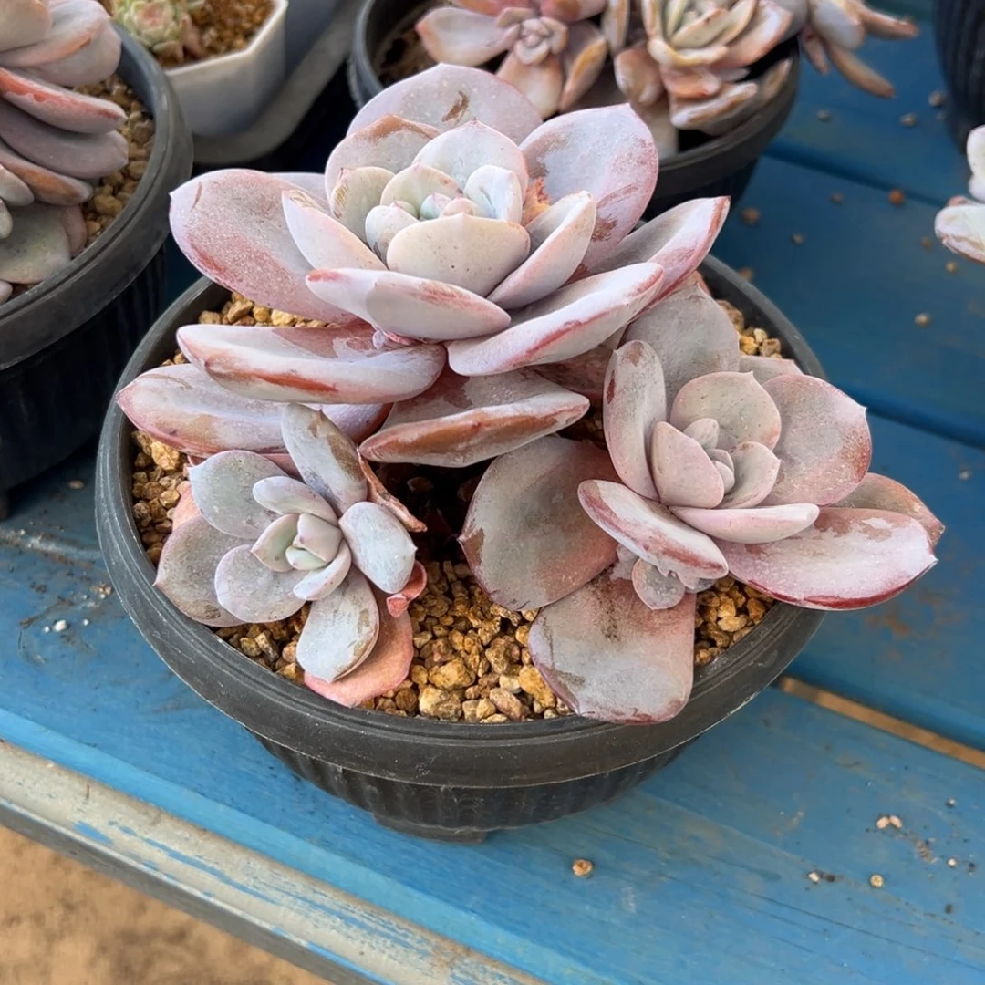 新年快乐新年快乐