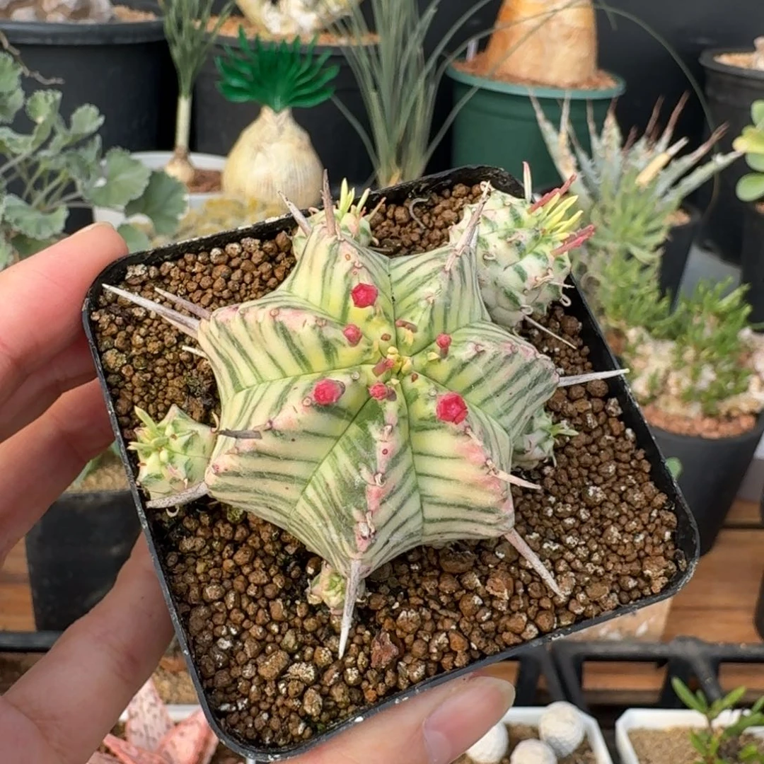 斑马大戟一物一拍多肉