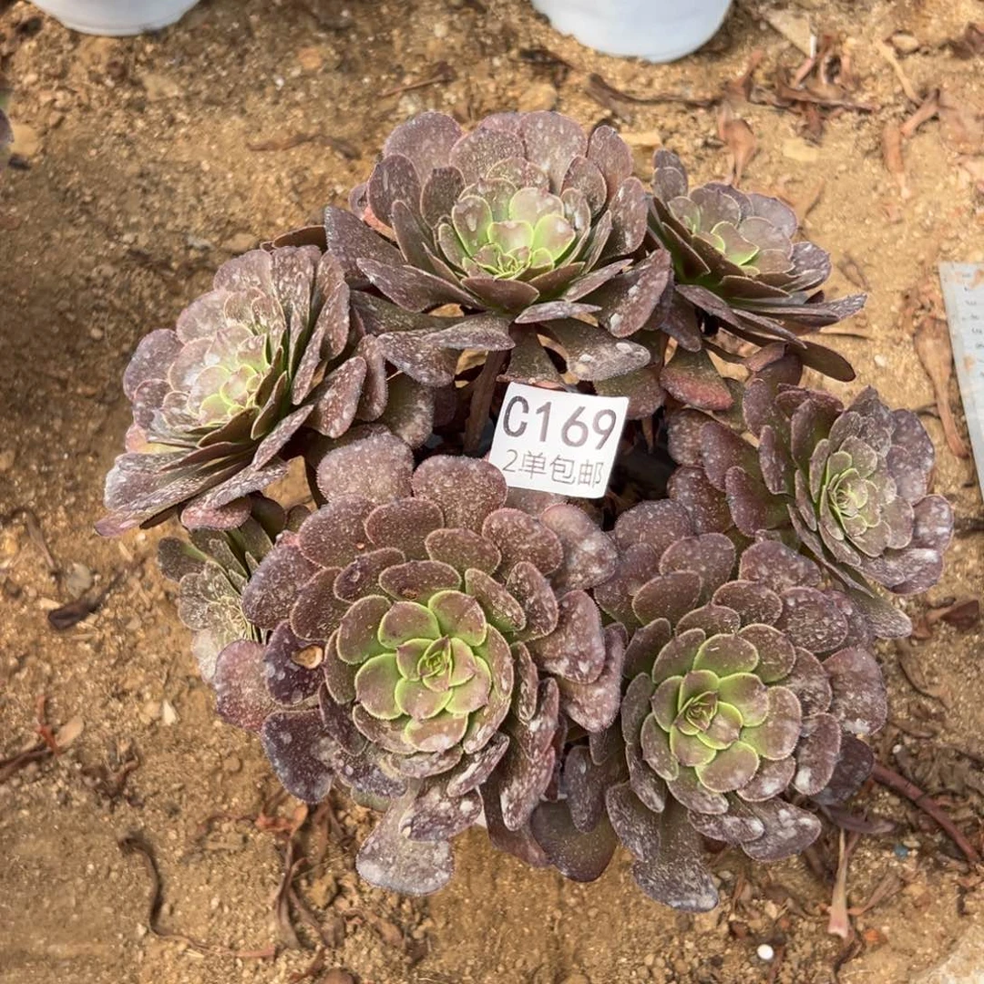 169多肉   萝莉 不包断头