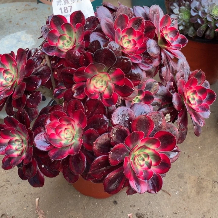 187香奈多肉植物