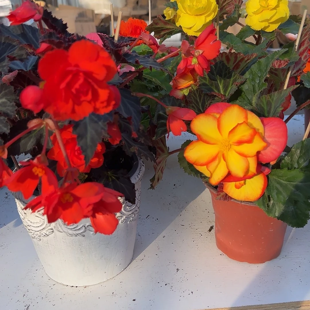 一代珊瑚➕火焰夫妻