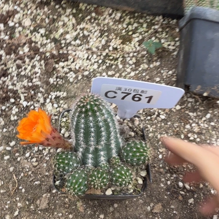 C761黄金后代杂交的