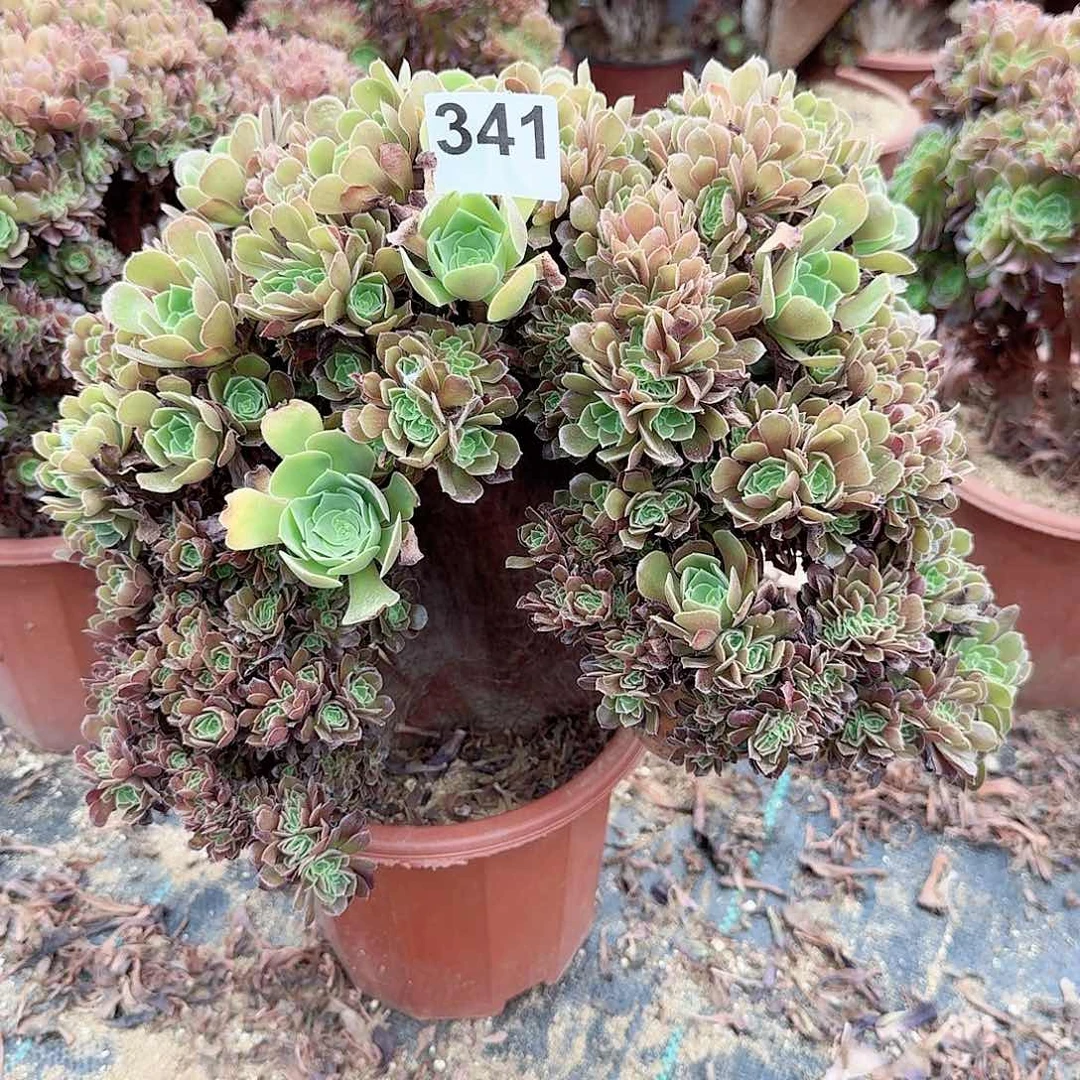 341玫瑰朵朵一颗呀呀