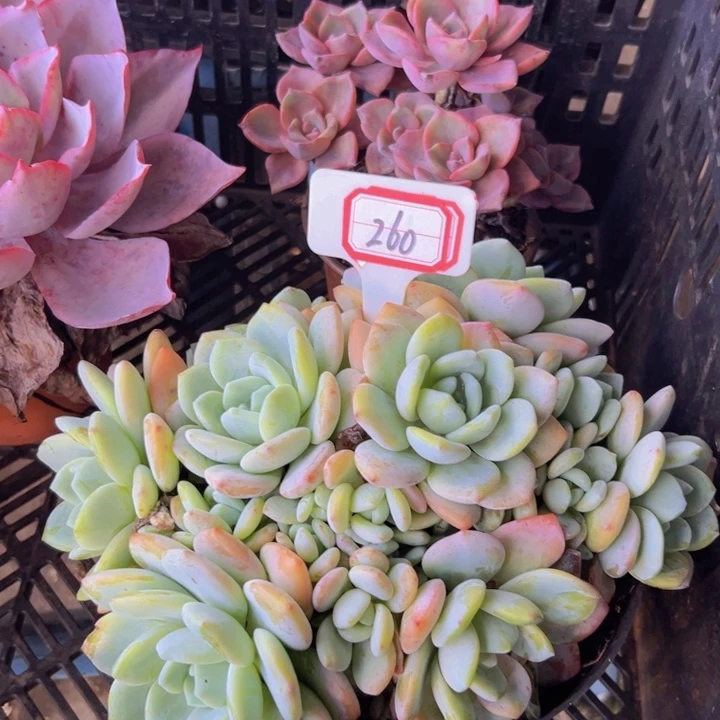 ****肉A260冷香一物一拍19.9