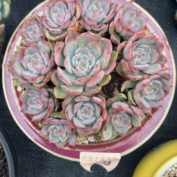 弥鹿之森一物一拍